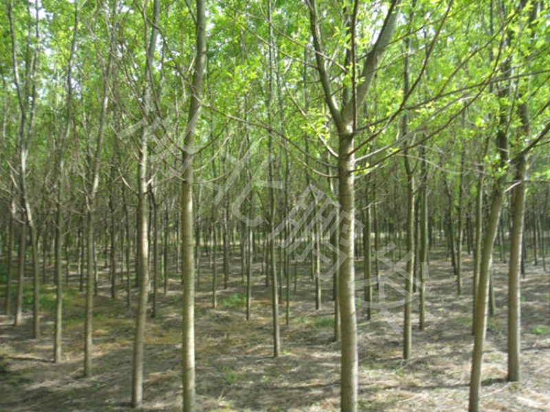 鬱鬱叢叢的竹柳